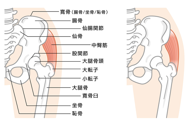 腰の構造